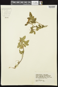 Rosa carolina subsp. subserrulata image