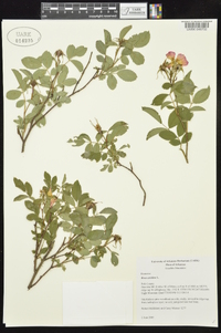 Rosa carolina subsp. subserrulata image