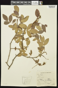 Rosa carolina subsp. subserrulata image