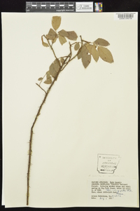 Rosa carolina subsp. subserrulata image