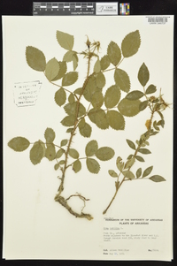 Rosa carolina subsp. subserrulata image