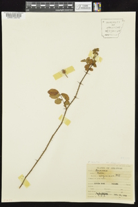 Rosa carolina subsp. subserrulata image