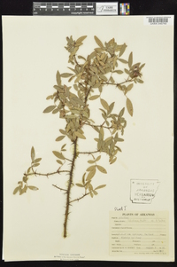 Rosa foliolosa image