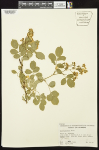 Rosa multiflora image