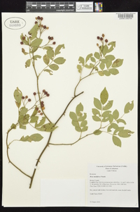 Rosa multiflora image