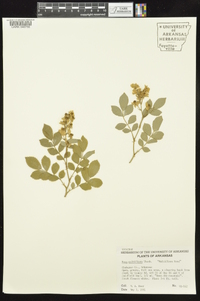 Rosa multiflora image