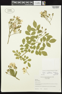 Rosa multiflora image