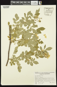 Rosa multiflora image