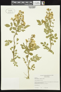 Rosa multiflora image