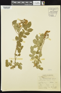 Rosa multiflora image