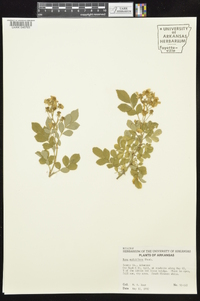 Rosa multiflora image