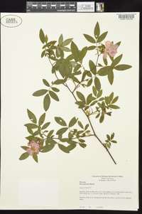 Rosa palustris image