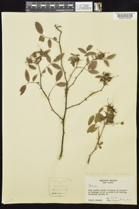 Rosa palustris image