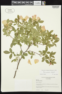 Rosa palustris image