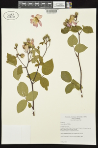 Rosa setigera var. setigera image