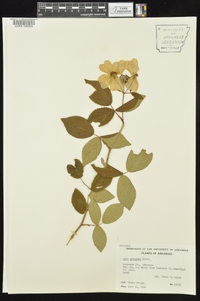 Rosa setigera image