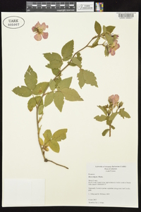 Rosa setigera var. setigera image