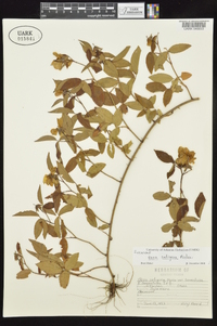 Rosa setigera var. setigera image