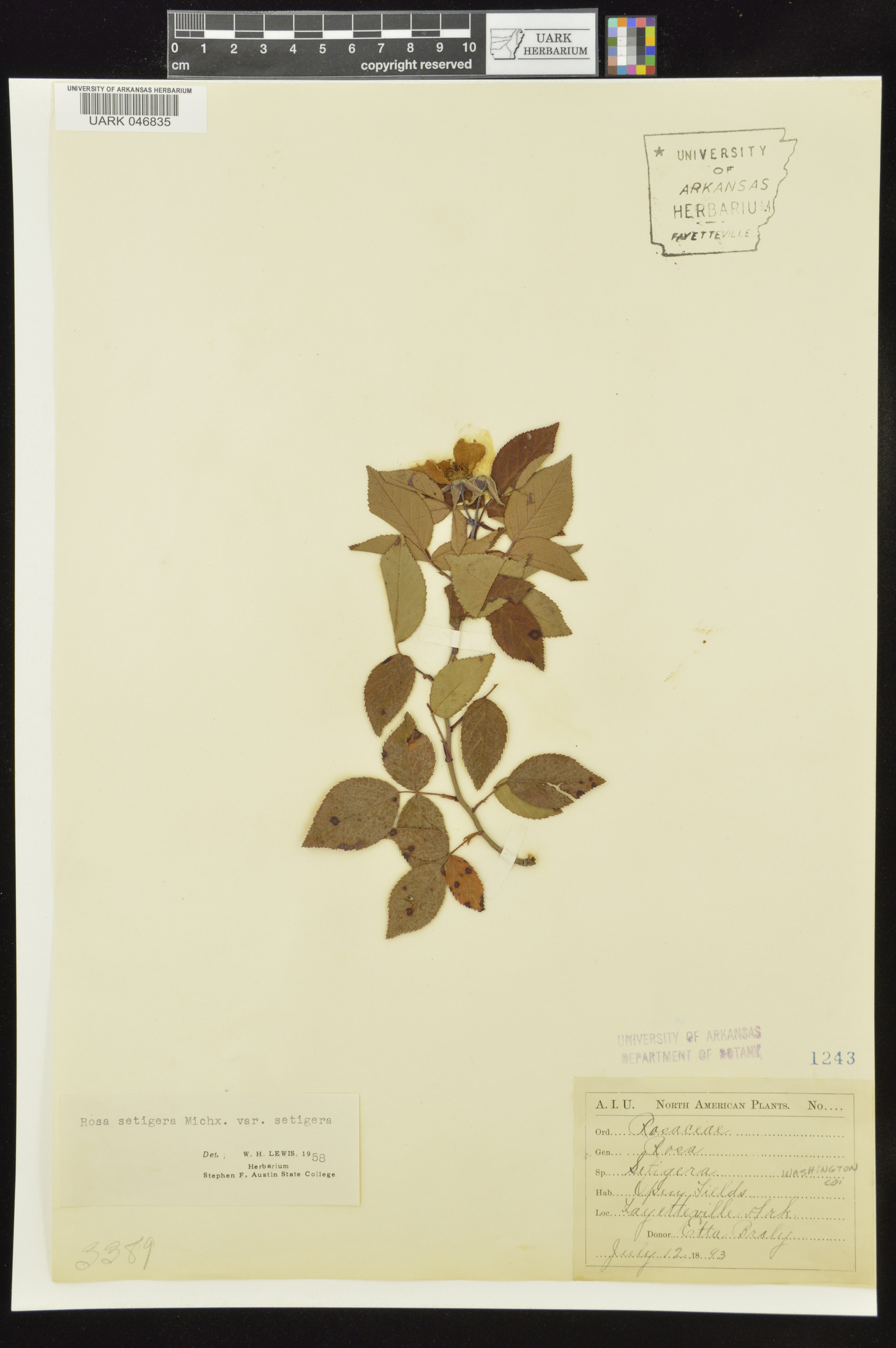 Rosa setigera var. setigera image