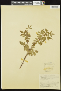 Rosa carolina subsp. subserrulata image