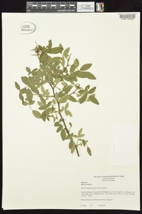 Rosa carolina subsp. subserrulata image