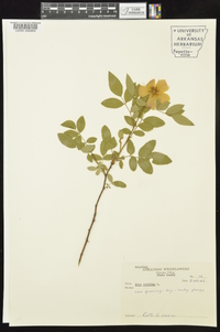 Rosa carolina subsp. subserrulata image