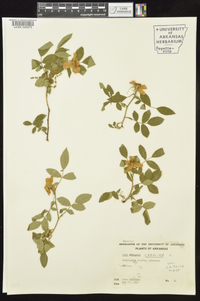 Rosa carolina subsp. subserrulata image