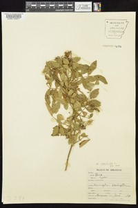 Rosa carolina subsp. subserrulata image