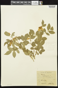 Rosa carolina subsp. subserrulata image