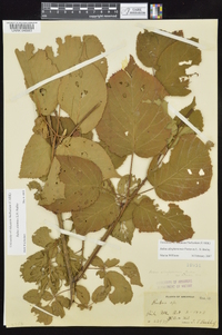 Rubus alumnus image