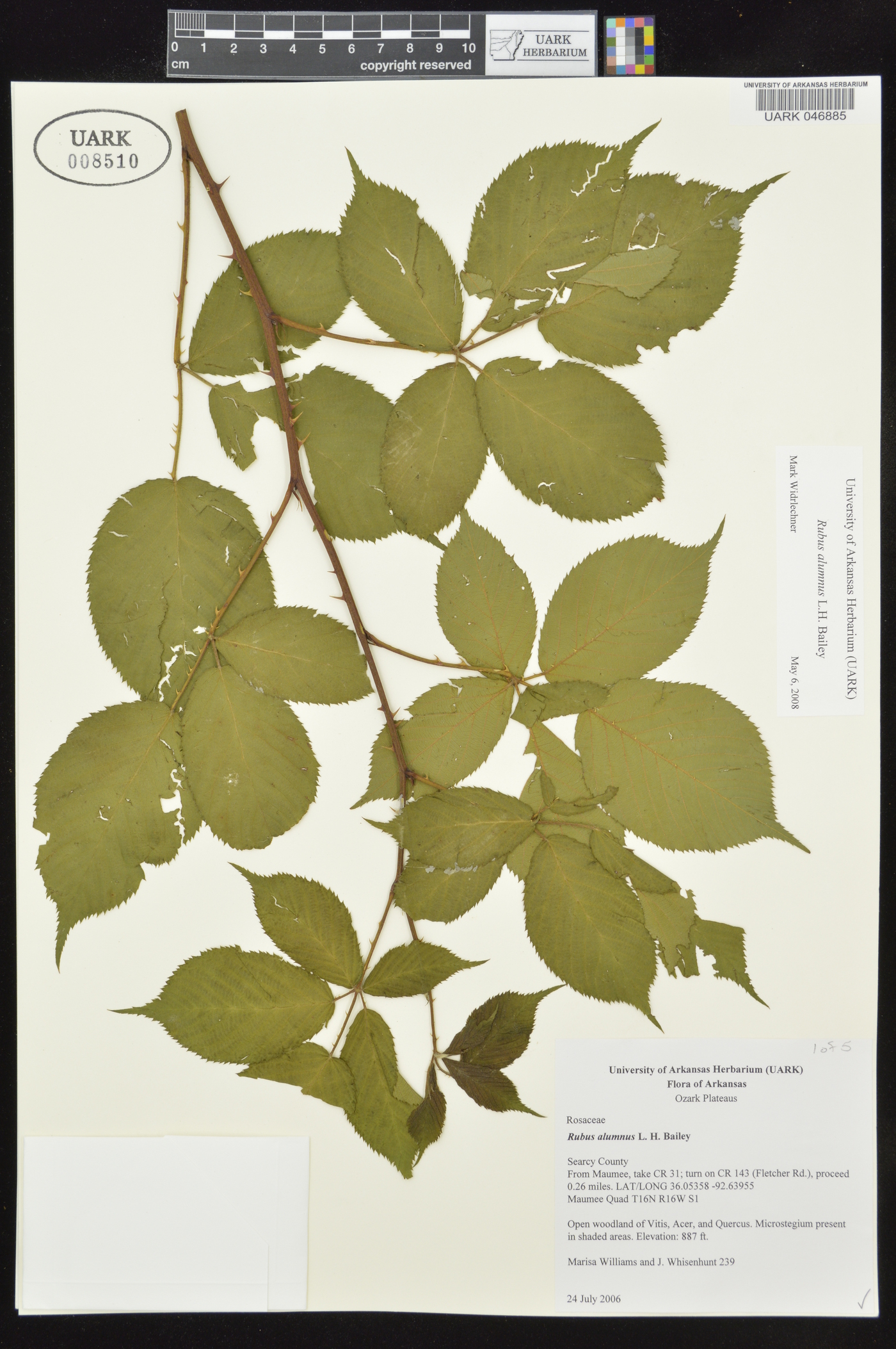 Rubus alumnus image