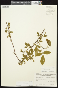 Rubus argutus image