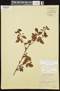 Rubus argutus image