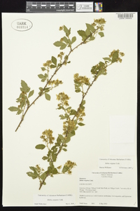 Rubus argutus image