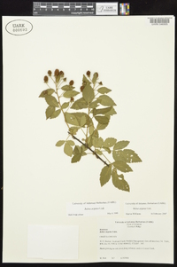 Rubus argutus image