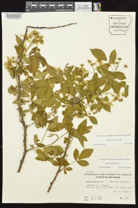 Rubus argutus image