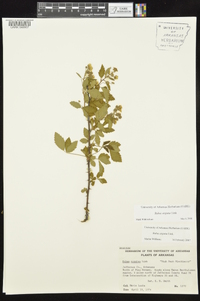 Rubus argutus image