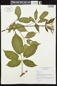 Rubus argutus image