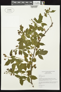 Rubus argutus image