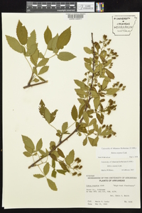 Rubus argutus image