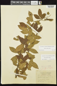 Rubus argutus image