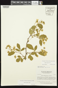 Rubus argutus image