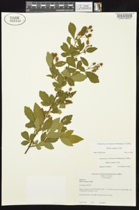 Rubus argutus image