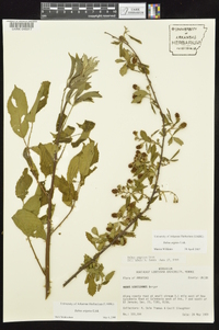 Rubus argutus image