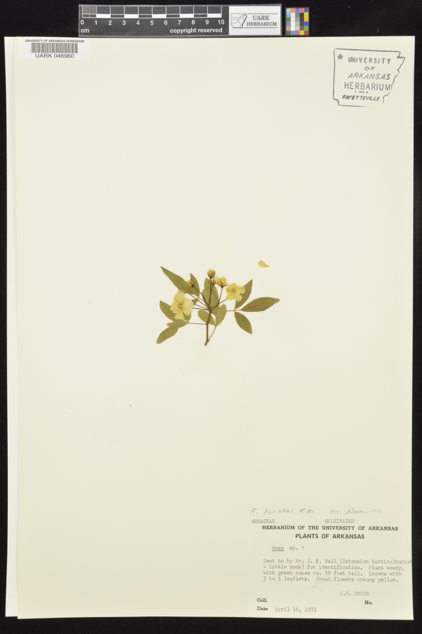 Rosa banksiae image