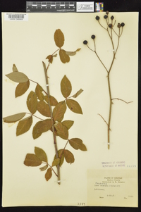 Rosa odorata image