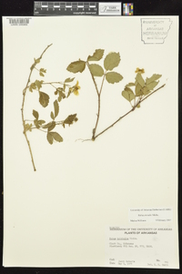 Rubus trivialis image