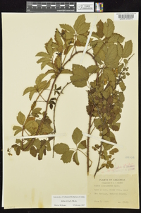 Rubus trivialis image