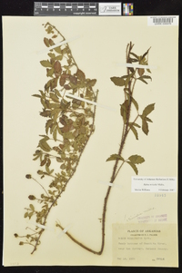 Rubus trivialis image