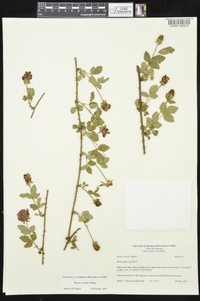 Rubus trivialis image